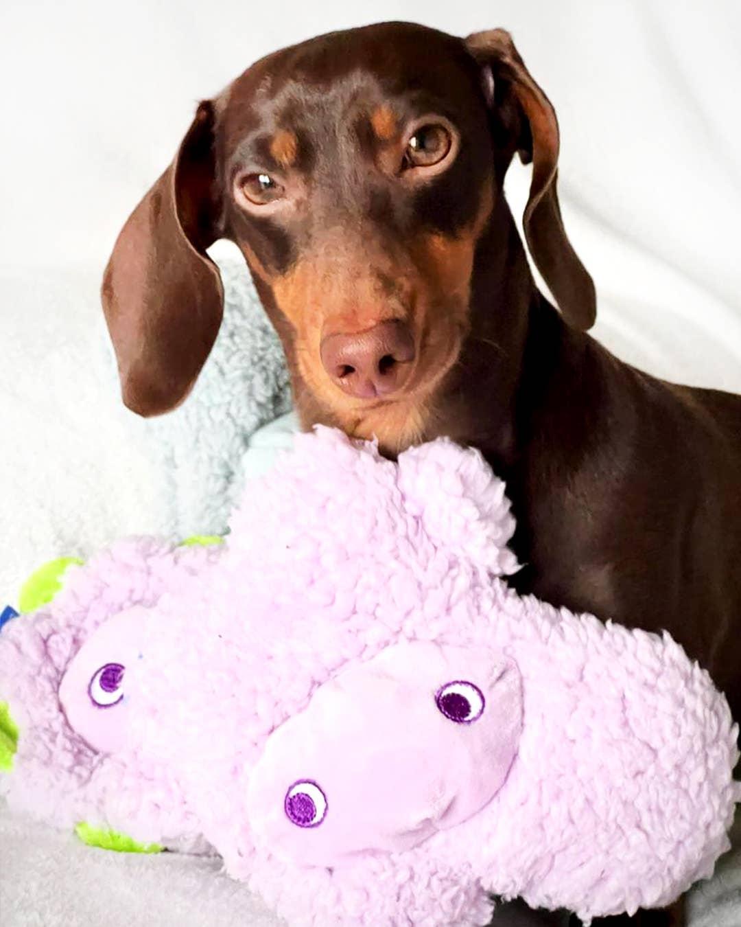 Antistress-Plüschtier mit ätherischen Ölen - Nocciolino