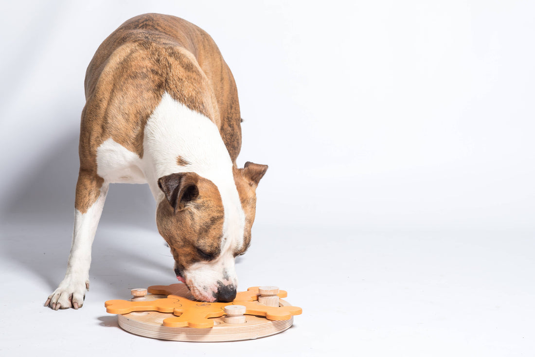 Carousel of Bones - intelligentes Hundespiel