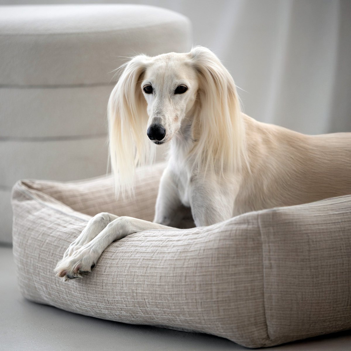 CLASSIC Hundebett - NOVA CREME