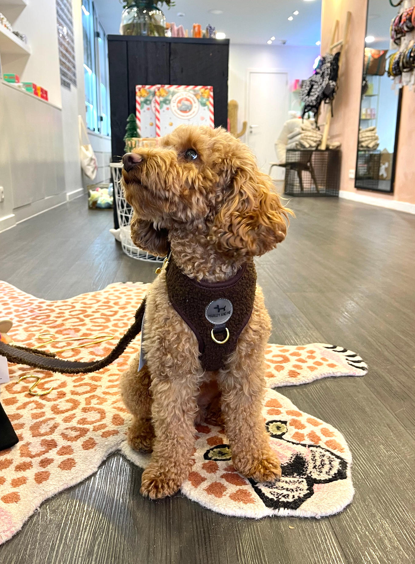 Teddy Hundegeschirr Coffee – weich &amp; verstellbar