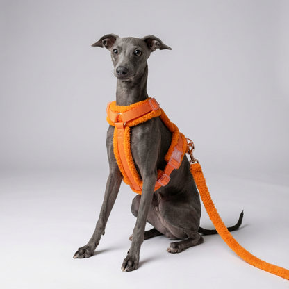 Hundegeschirr-Set Teddy Orange inkl. Leine