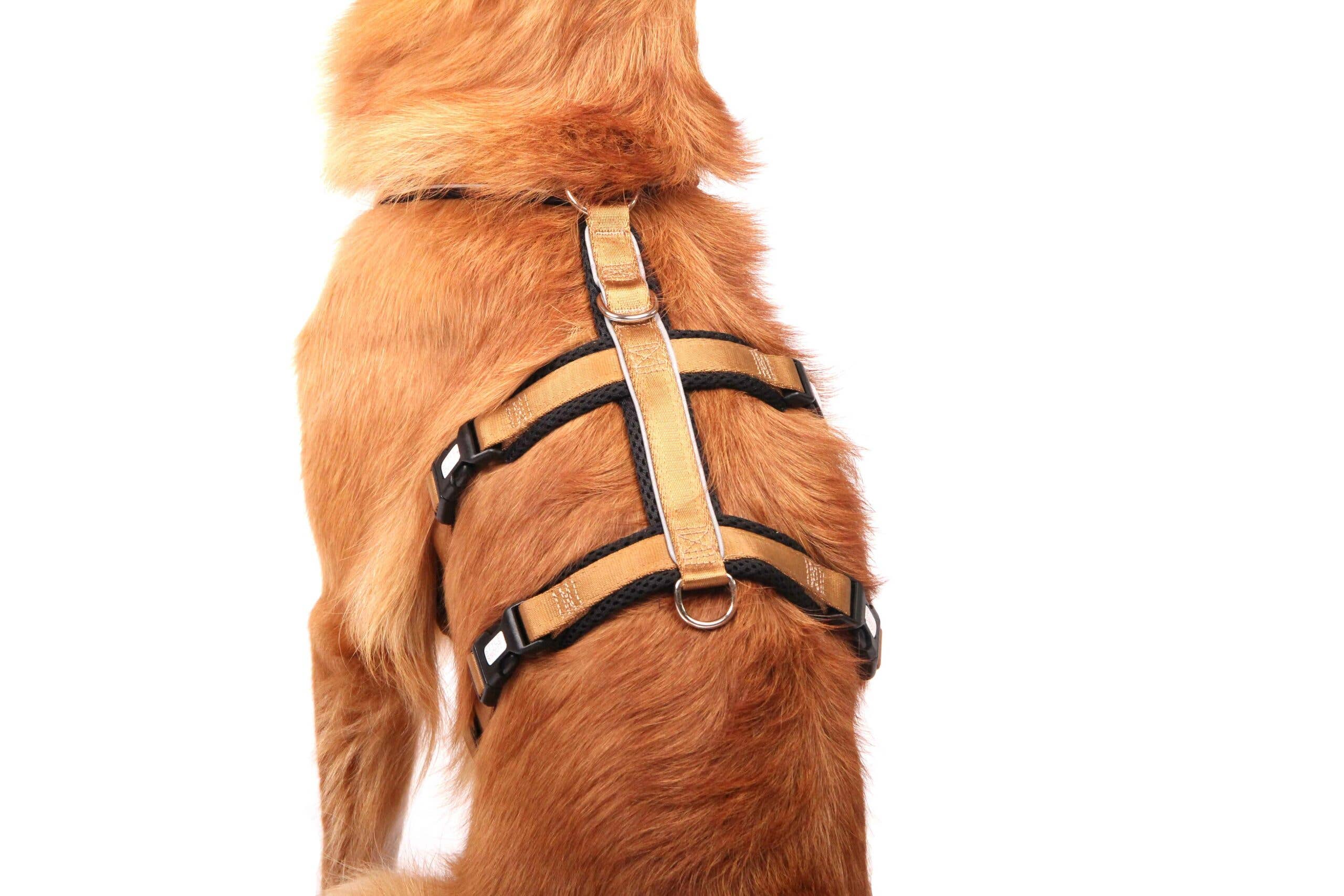StyleSnout® Patch&amp;Safe Sicherheitsgeschirr – ausbruchsicher &amp; gepolstert gold