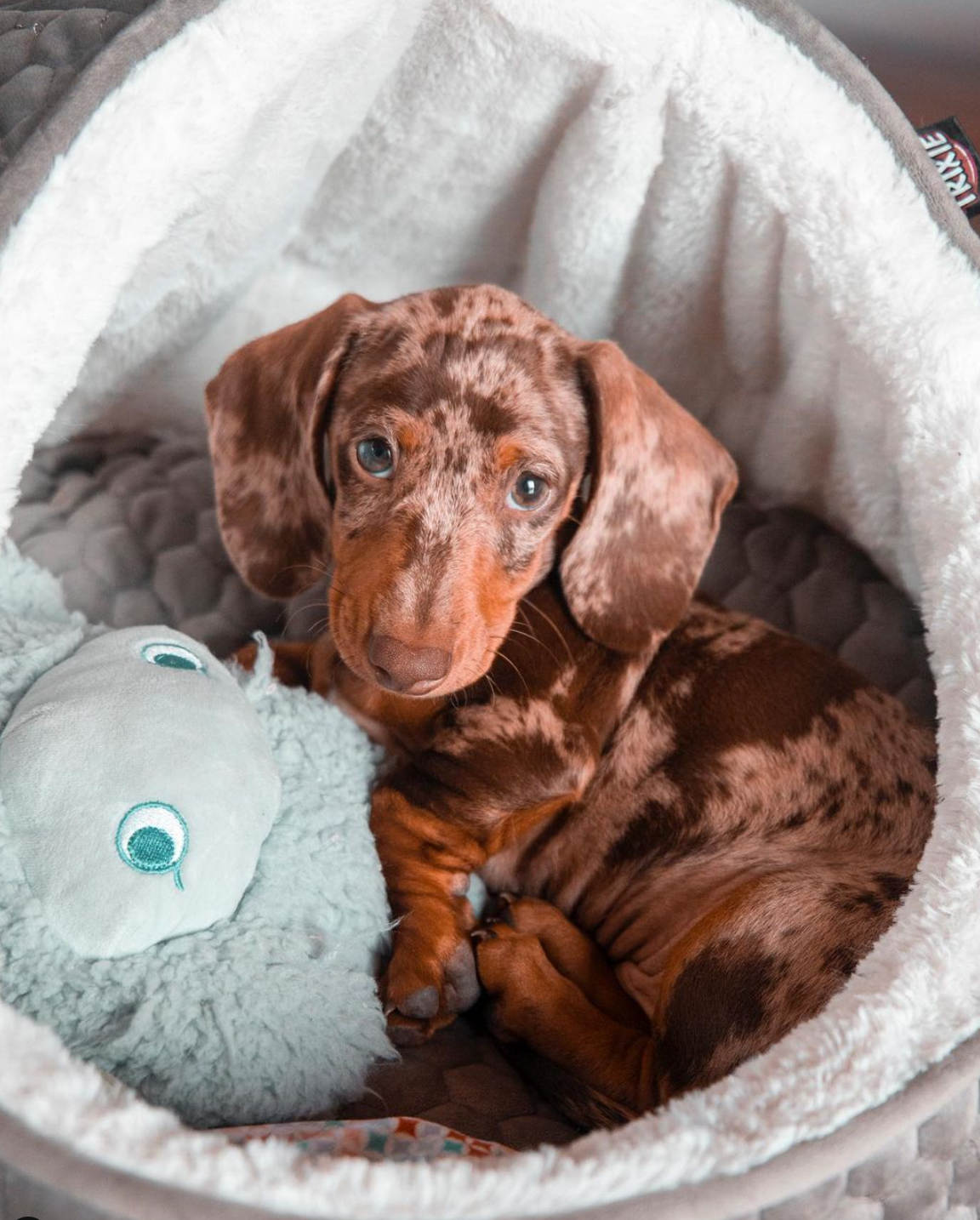 Antistress-Plüschtier mit ätherischen Ölen - Nocetto
