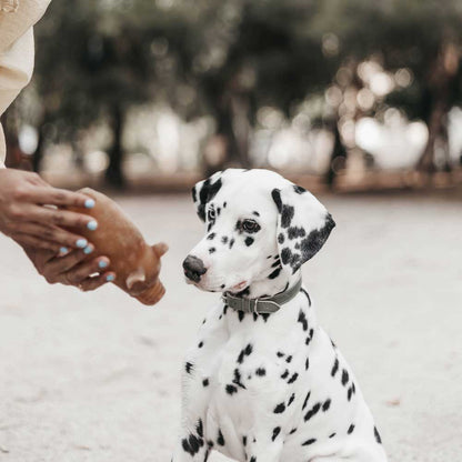 Bio-Harz Futter- &amp; Snackspielzeug – Befüllbar