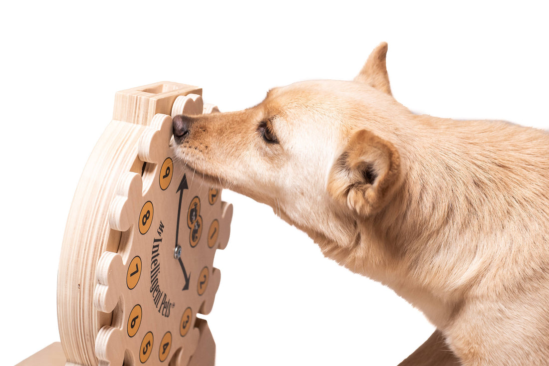 Clock - Spielzeug zur Bereicherung von Hund und Katze