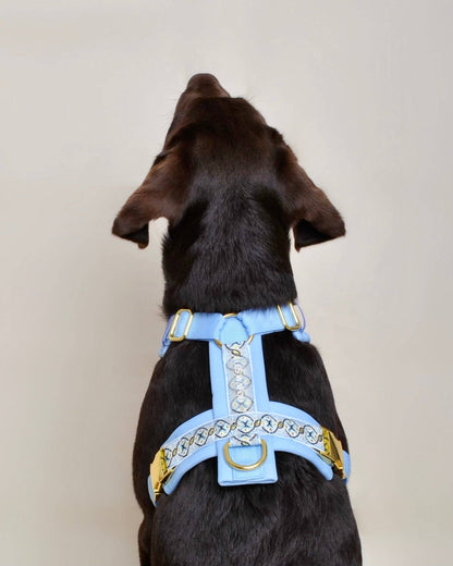 Hundegeschirr Blau gepolstert &amp; verstellbar