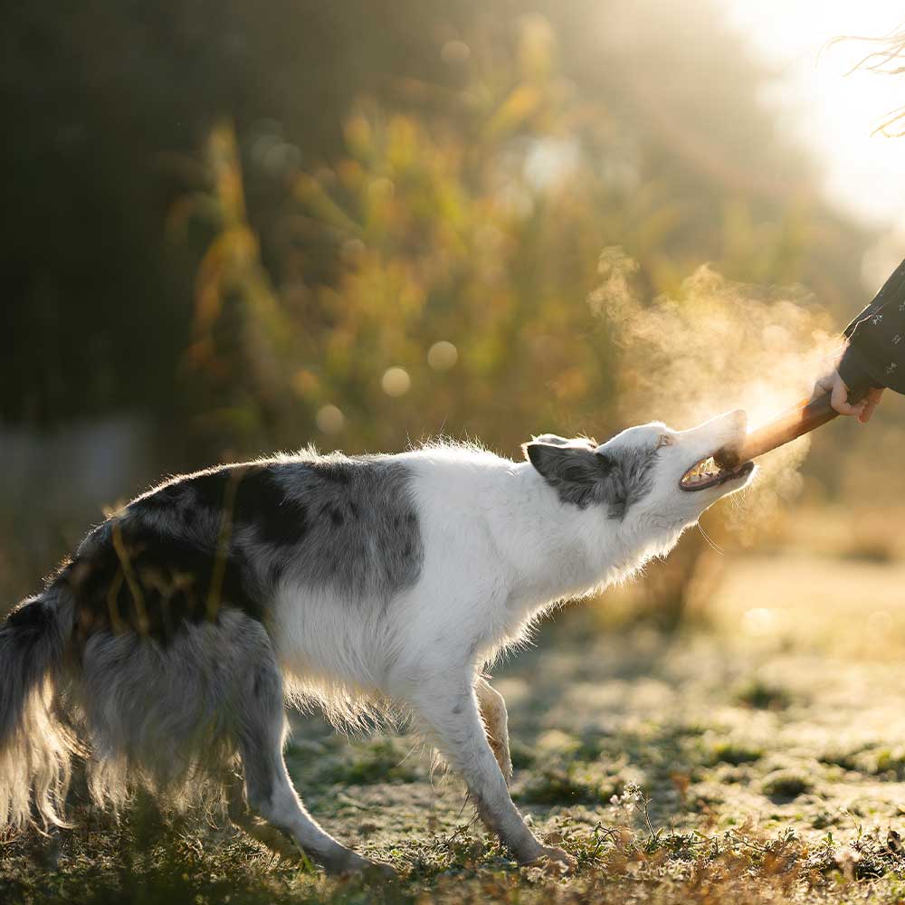 Rub Hundespielzeug aus natürlichem Bio-Harz