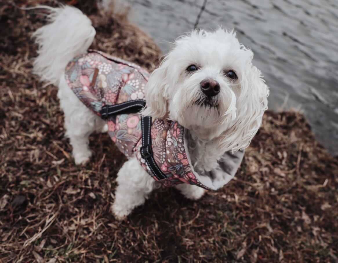 Jacke mit Geschirr - Zauberwald