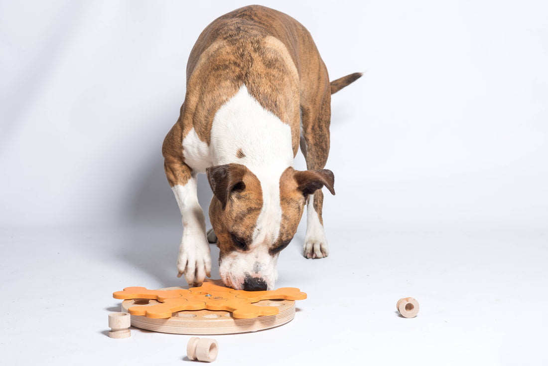 Carousel of Bones - intelligentes Hundespiel