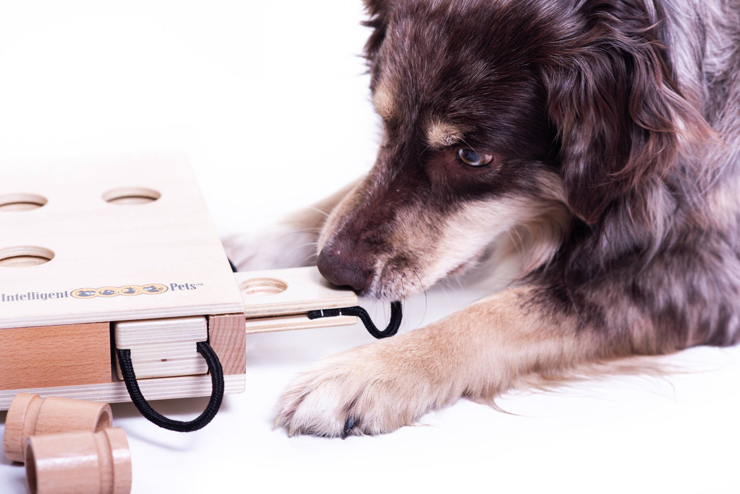 iPet – Smart Dog Intelligenzspielzeug