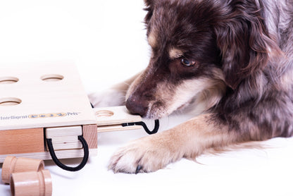 iPet – Smart Dog Intelligenzspielzeug