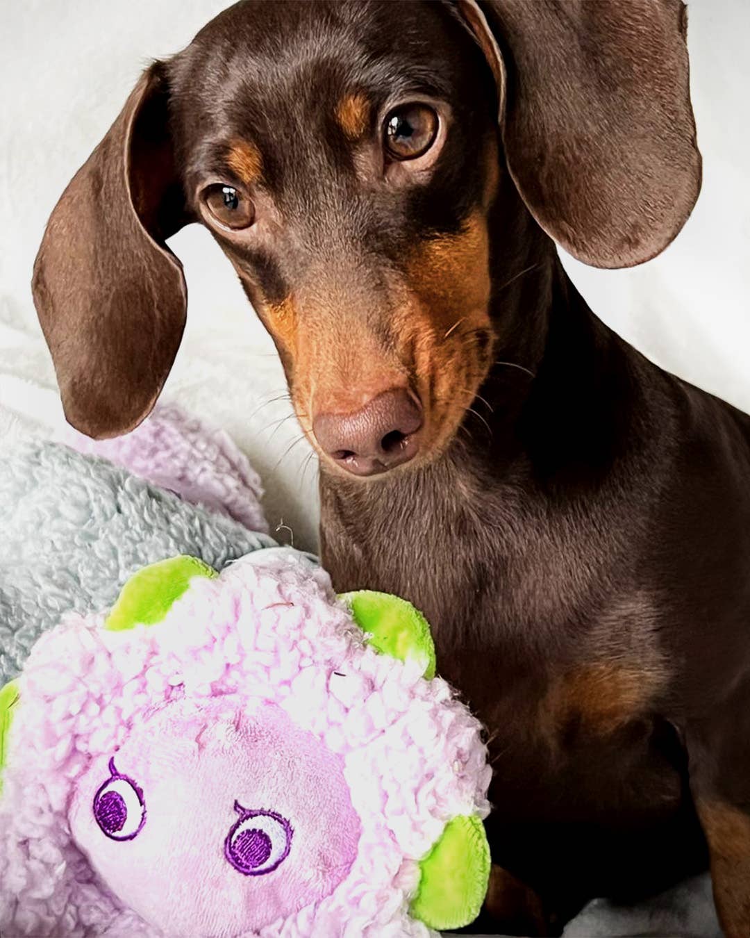 Antistress-Plüschtier mit ätherischen Ölen - Pansy