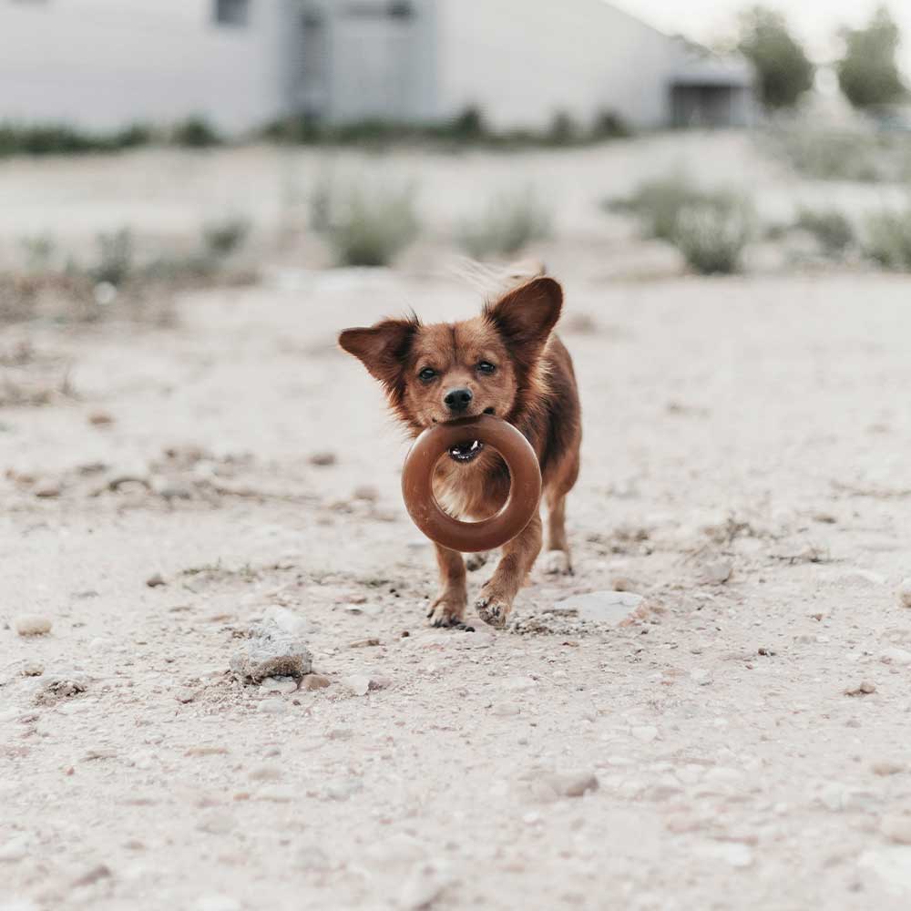Rub Hundespielzeug aus natürlichem Bio-Harz