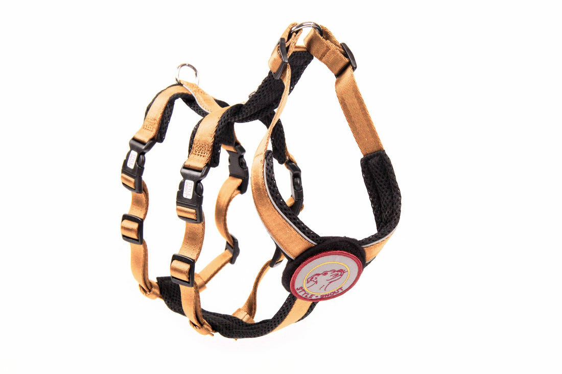 Hundegeschirr- Sicherheitsgeschirr - Patch&amp;Safe - Gold