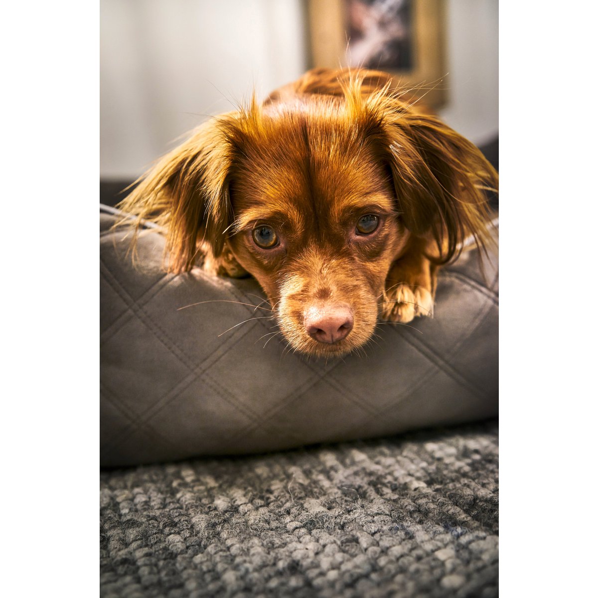 CLASSIC Hundebett - OXFORD STONE