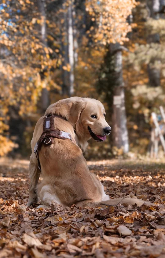 Sherpa Hundegeschirr Braun | Teddyfleece &amp; verstellbar