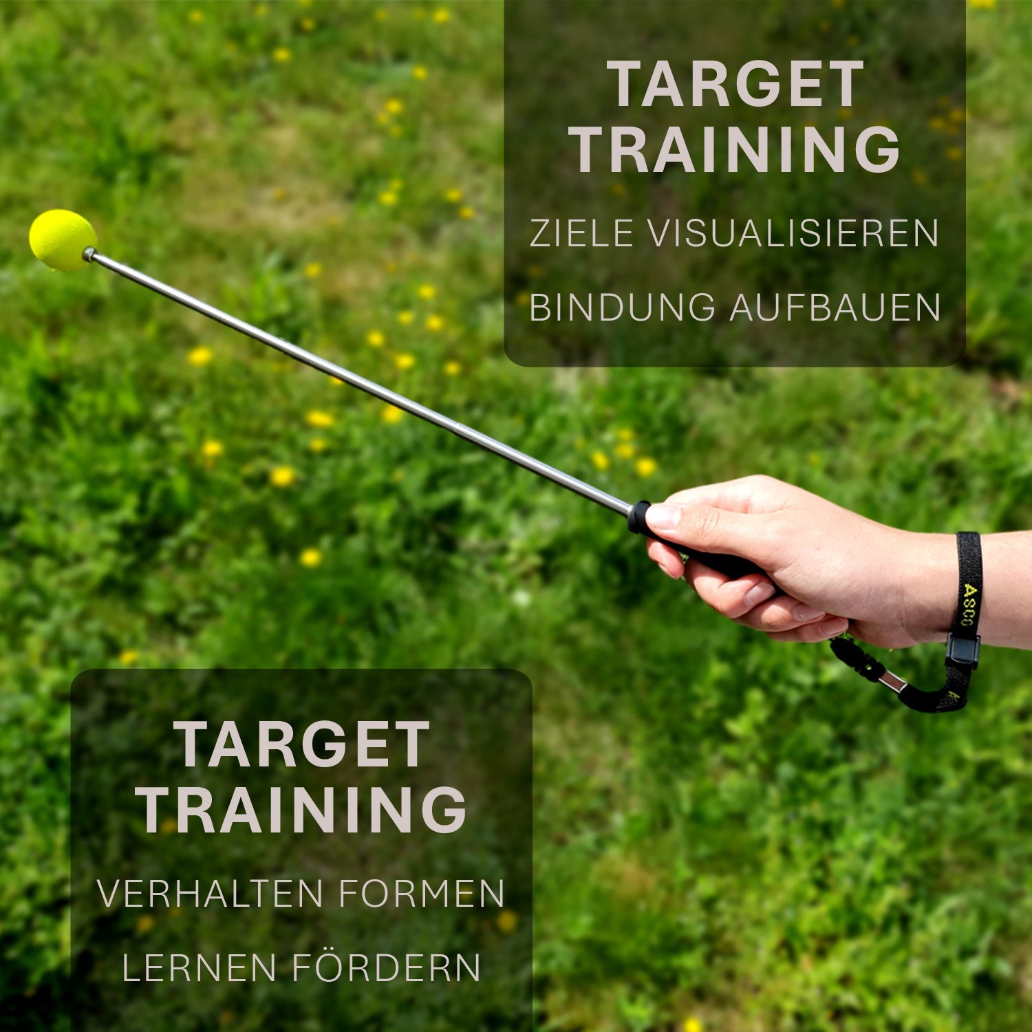 ASCO Target Stick - Hunde und Katzen Teleskopstab mit Softball