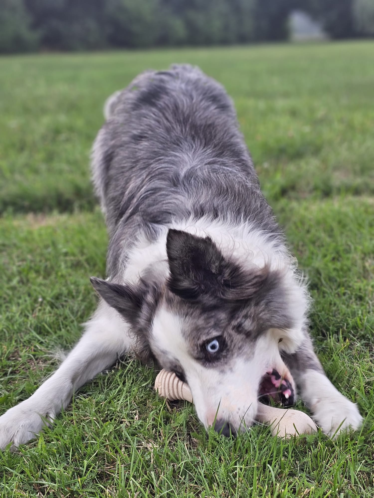 BetterBone Kauspielzeug Kauknochen - Large Medium Classic - Pfotenlieblinge