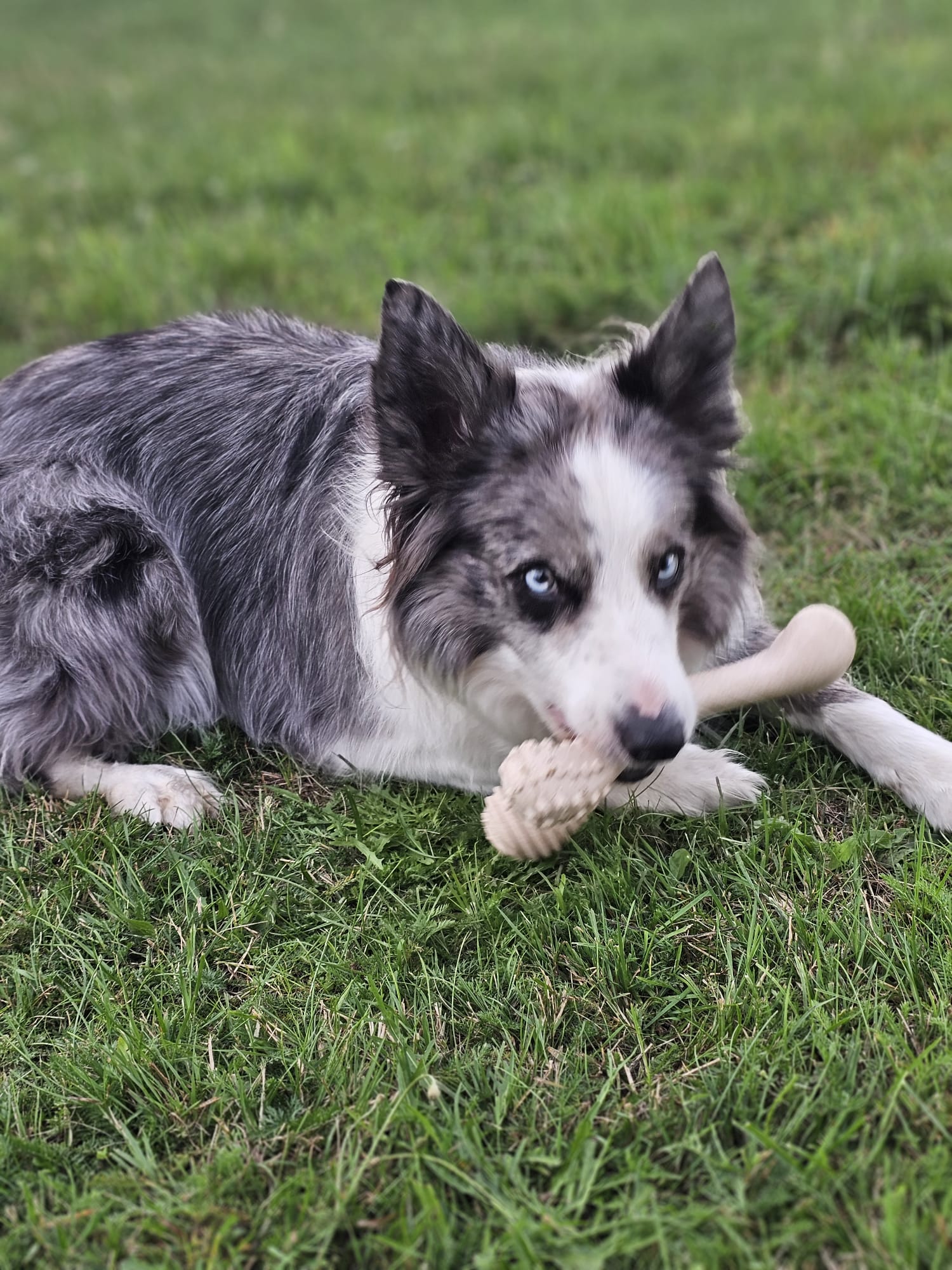 BetterBone Kauspielzeug Kauknochen - Large Medium Classic - Pfotenlieblinge