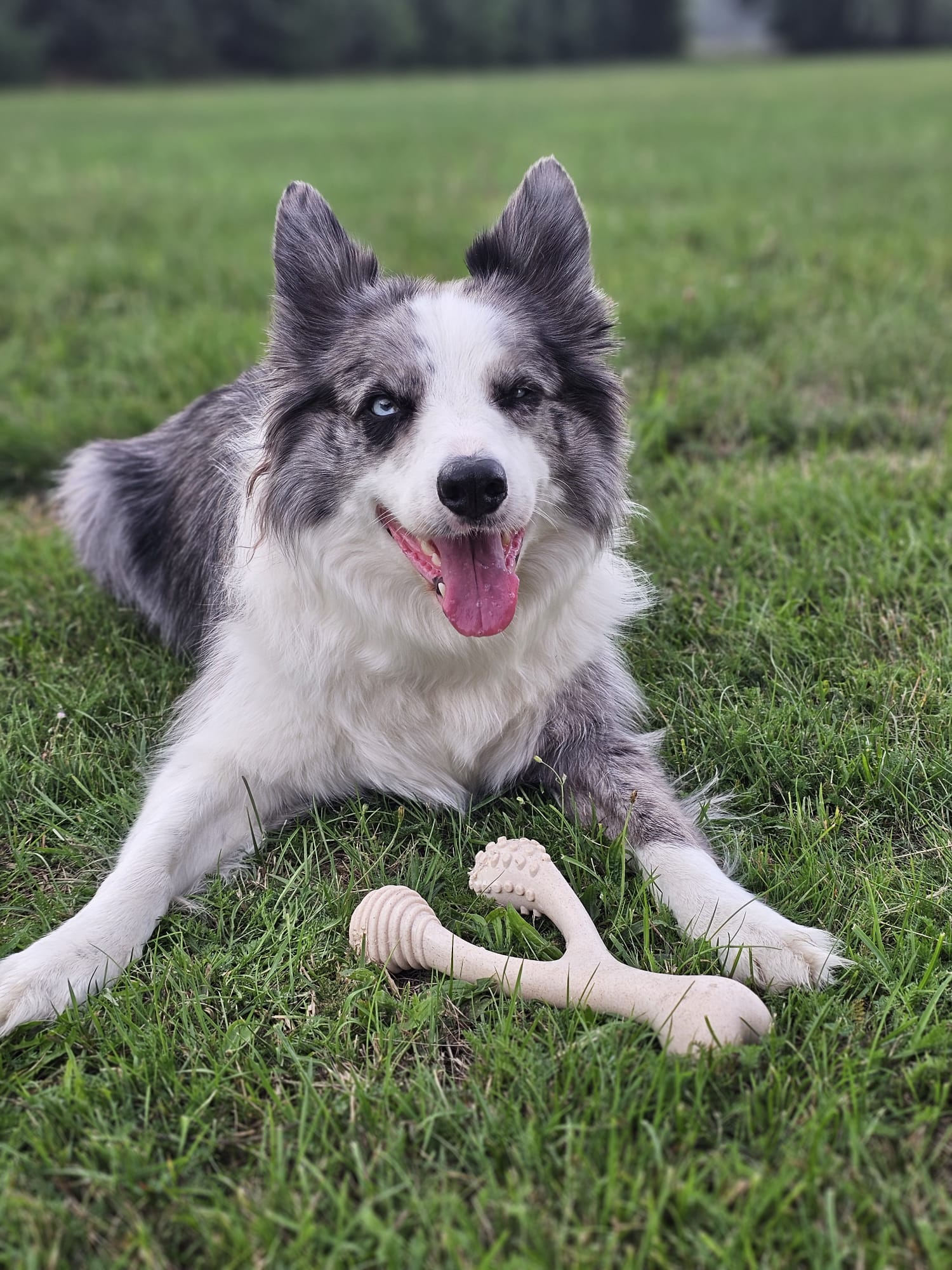 BetterBone Kauspielzeug Kauknochen - Large Medium Classic - Pfotenlieblinge