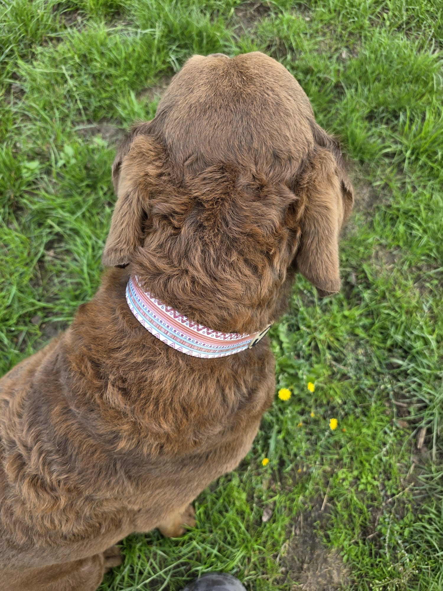 Boho-Halsband – gepolstert, verstellbar &amp; robust
