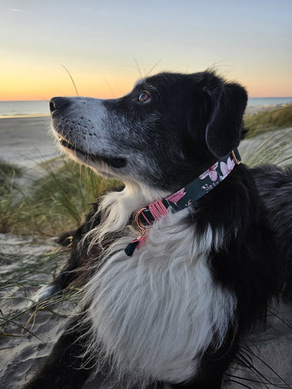 Verstellbares Hundehalsband handgemacht in Frankreich