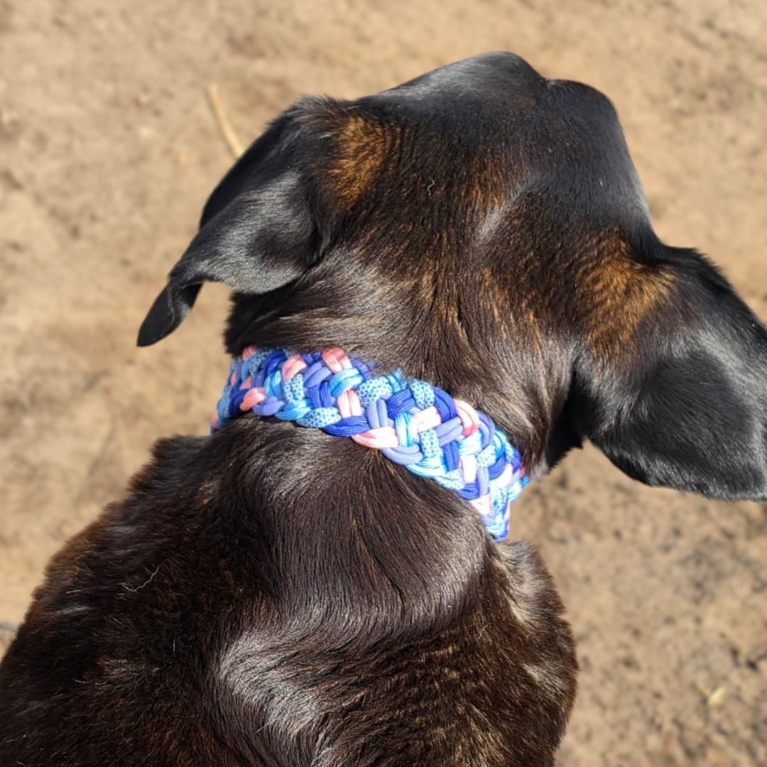 Handgemachtes Paracord-Hundehalsband Bubblegum