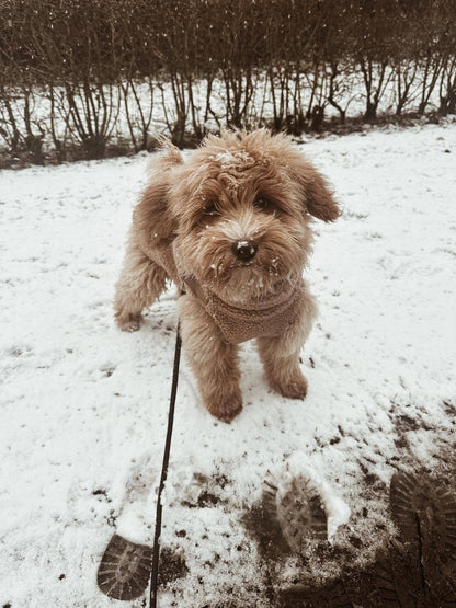 Teddyfleece-Hundemantel mit integriertem Geschir