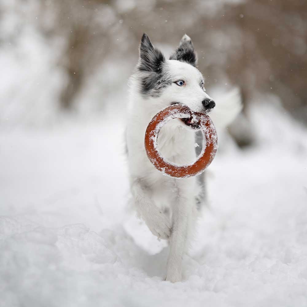 Rub Hundespielzeug aus natürlichem Bio-Harz
