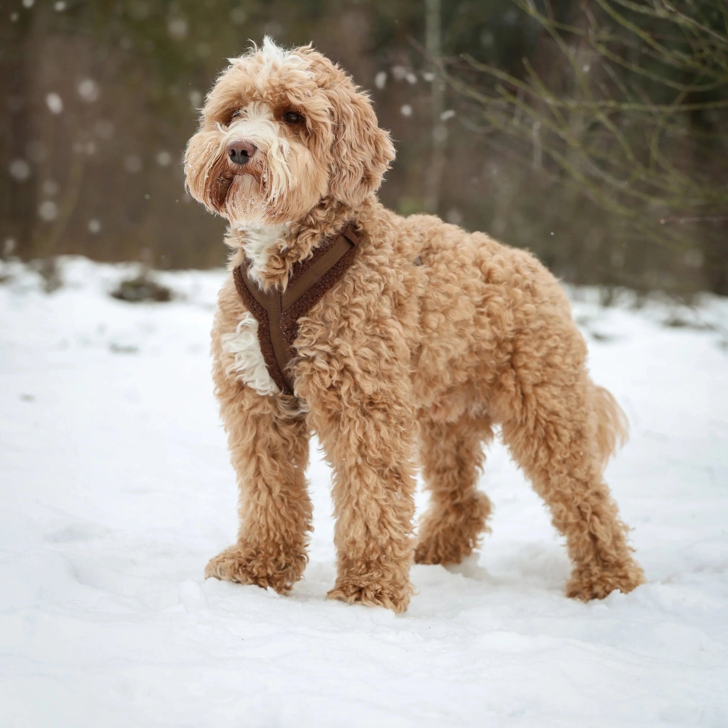 Sherpa Hundegeschirr Braun | Teddyfleece &amp; verstellbar