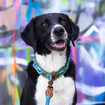 Boho Juan – Exklusives Hundehalsband aus Büffelleder