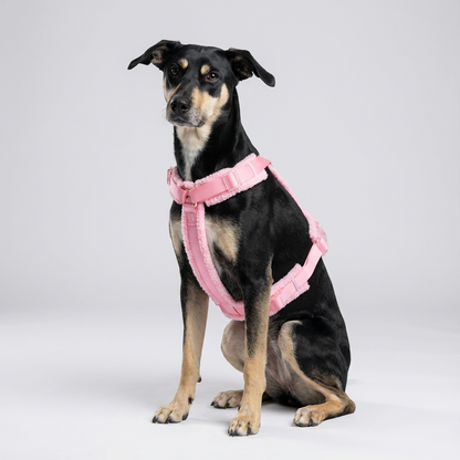 Hundegeschirr-Set Teddy Rosa inkl. Leine
