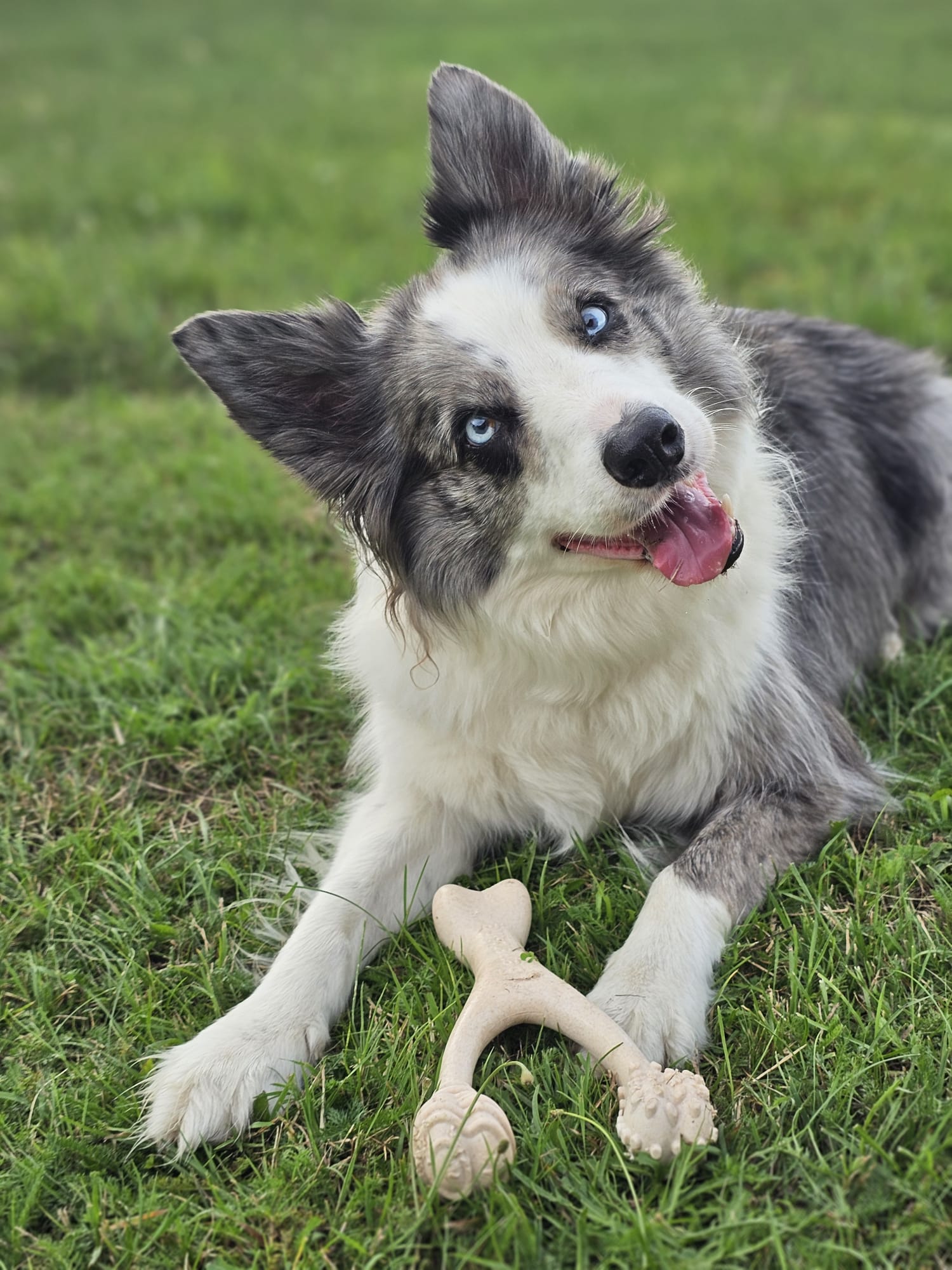 BetterBone Hunde Kauspielzeug Kauknochen - Large Medium Beef - Pfotenlieblinge