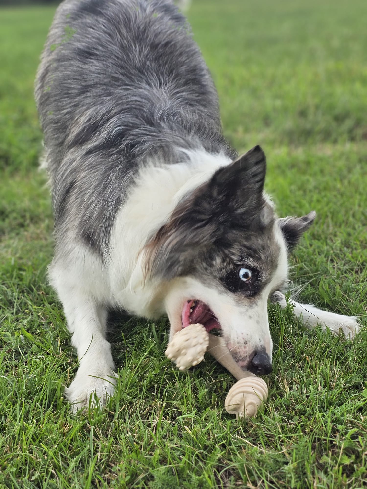 BetterBone Hunde Kauspielzeug Kauknochen - Large Medium Beef - Pfotenlieblinge