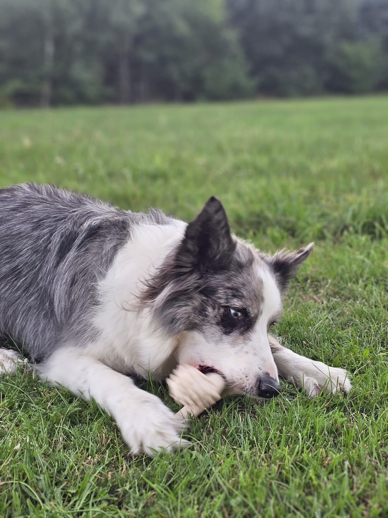 BetterBone Hunde Kauspielzeug Kauknochen - Large Medium Beef - Pfotenlieblinge