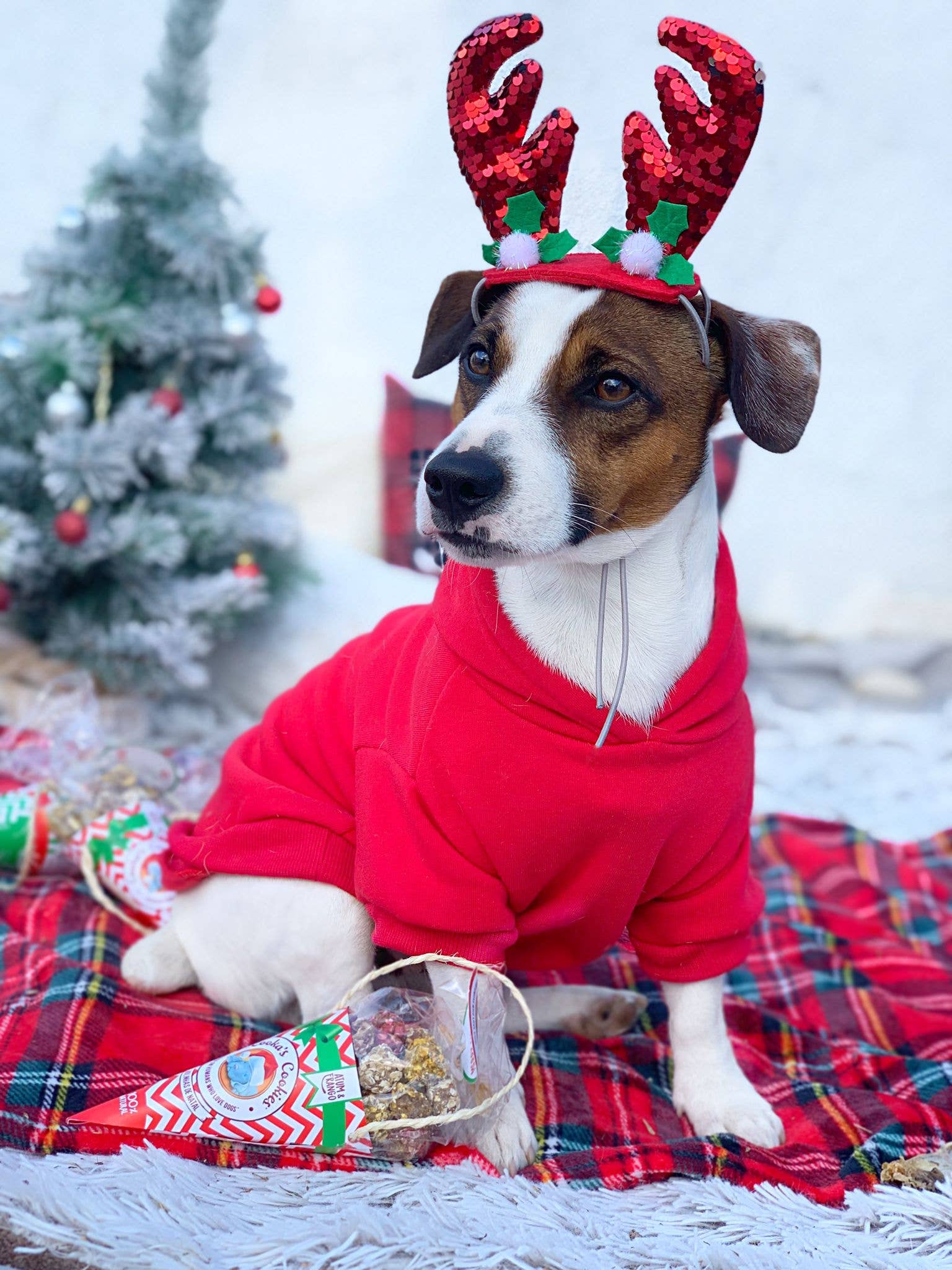Weihnachtskugeln - Chicken &amp; Tuna - Natürliche Leckerlis für Hunde