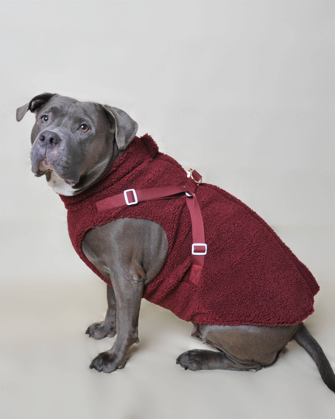 Teddy Hundemantel Bordeaux mit integriertem Geschirr