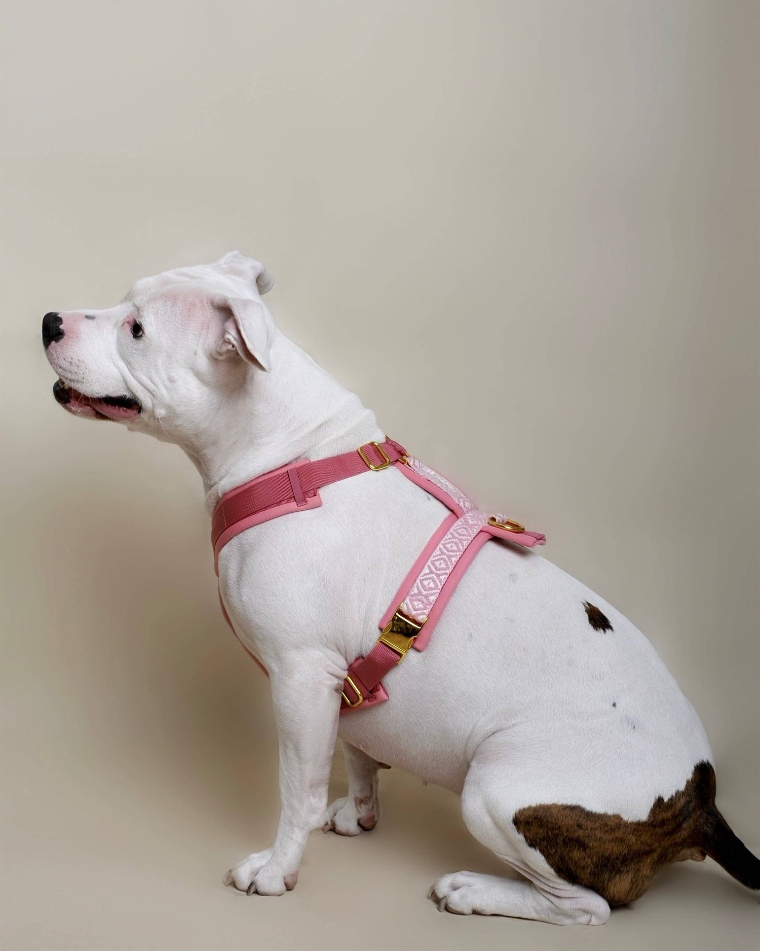 Premium Hundegeschirr Rose – Ultra weich &amp; gepolstert