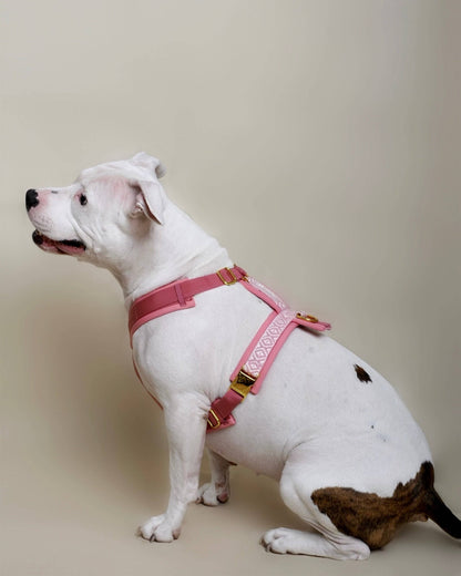 Premium Hundegeschirr Rose – Ultra weich &amp; gepolstert