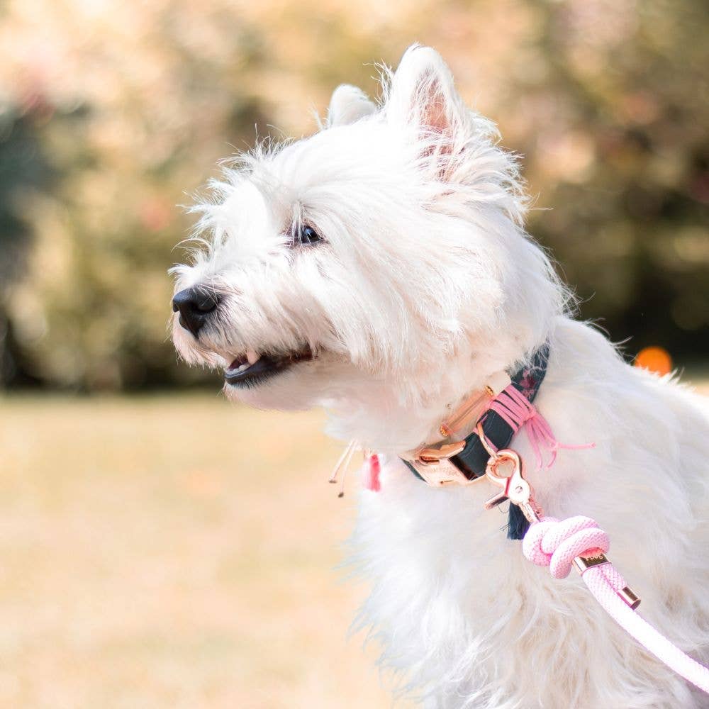 Verstellbares Hundehalsband handgemacht in Frankreich