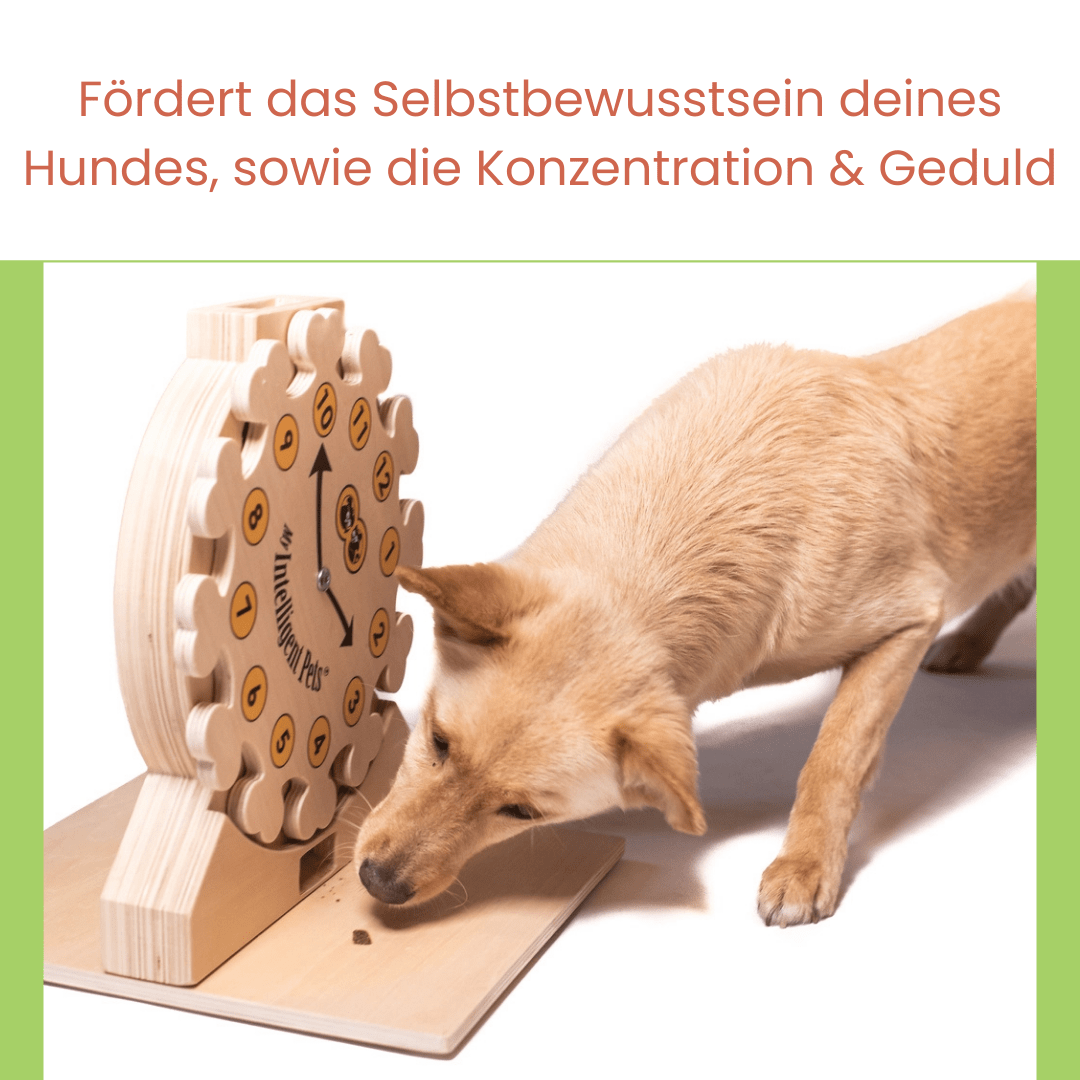 Clock - Spielzeug zur Bereicherung von Hund und Katze - Pfotenlieblinge