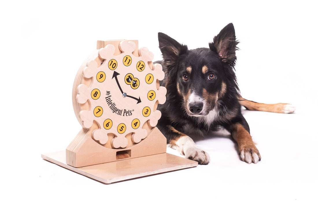 Clock - Spielzeug zur Bereicherung von Hund und Katze - Pfotenlieblinge