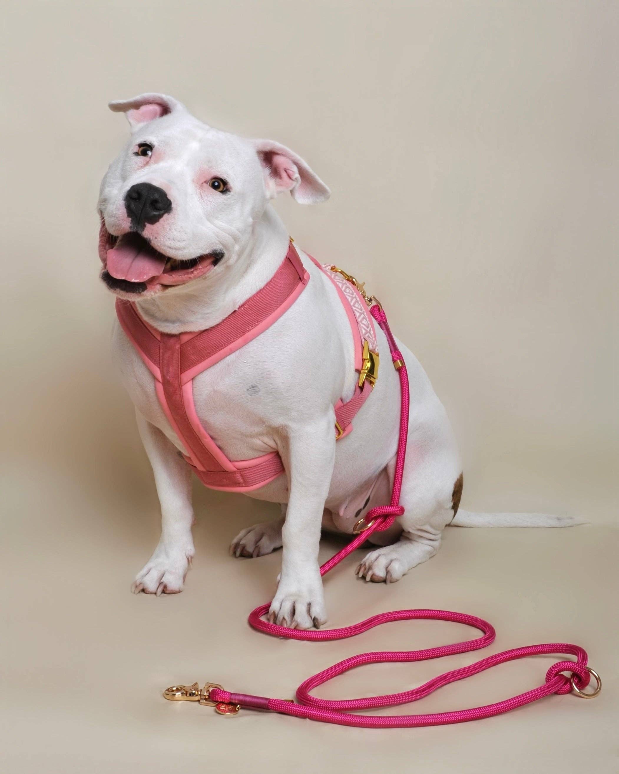 Premium Hundegeschirr Rose – Ultra weich &amp; gepolstert