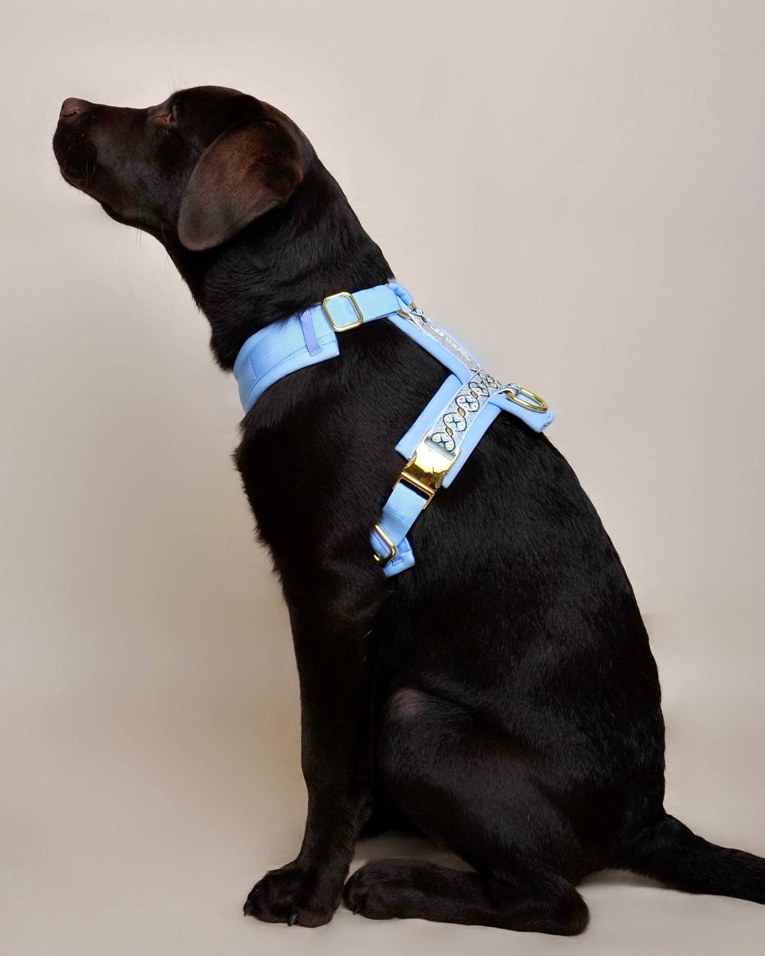 Hundegeschirr Blau gepolstert &amp; verstellbar