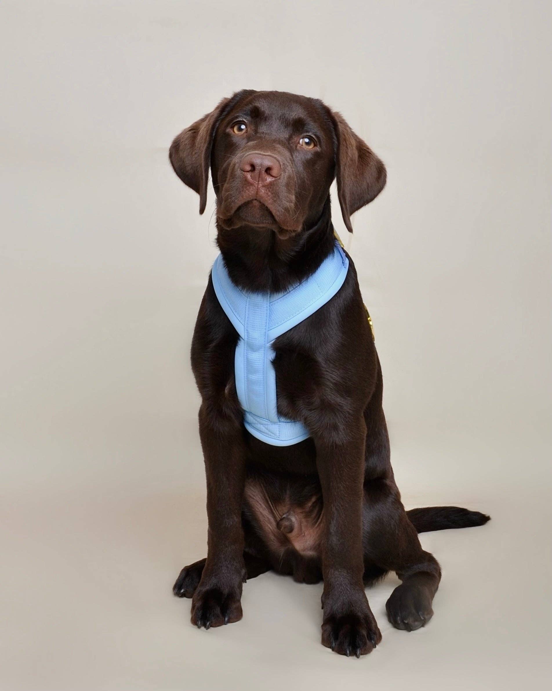 Hundegeschirr Blau gepolstert &amp; verstellbar