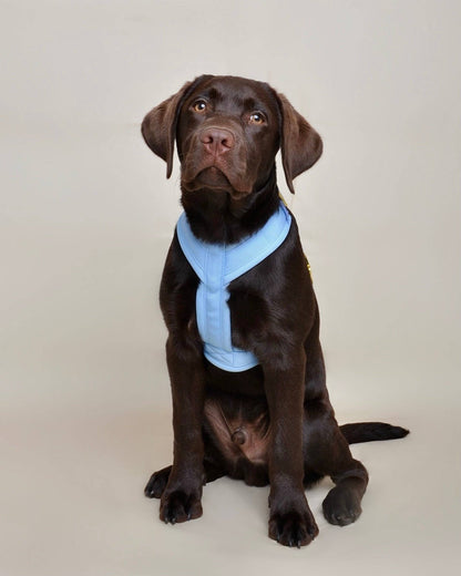 Hundegeschirr Blau gepolstert &amp; verstellbar