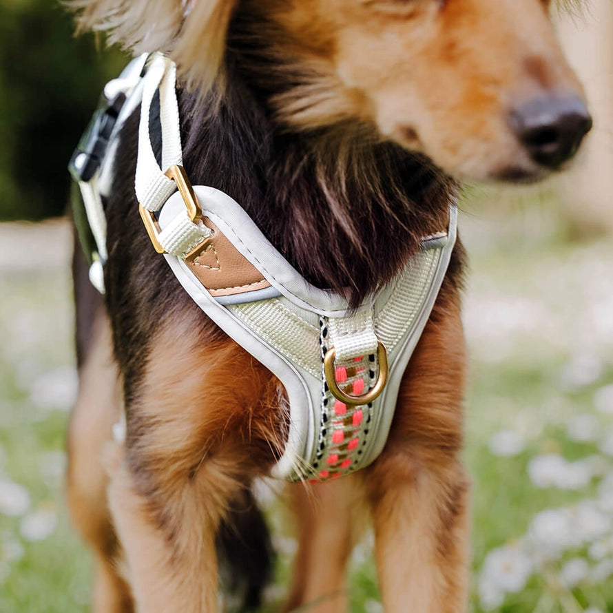 Hundegeschirr Pink/Beige – Verstellbar – Kollektion Très Chic
