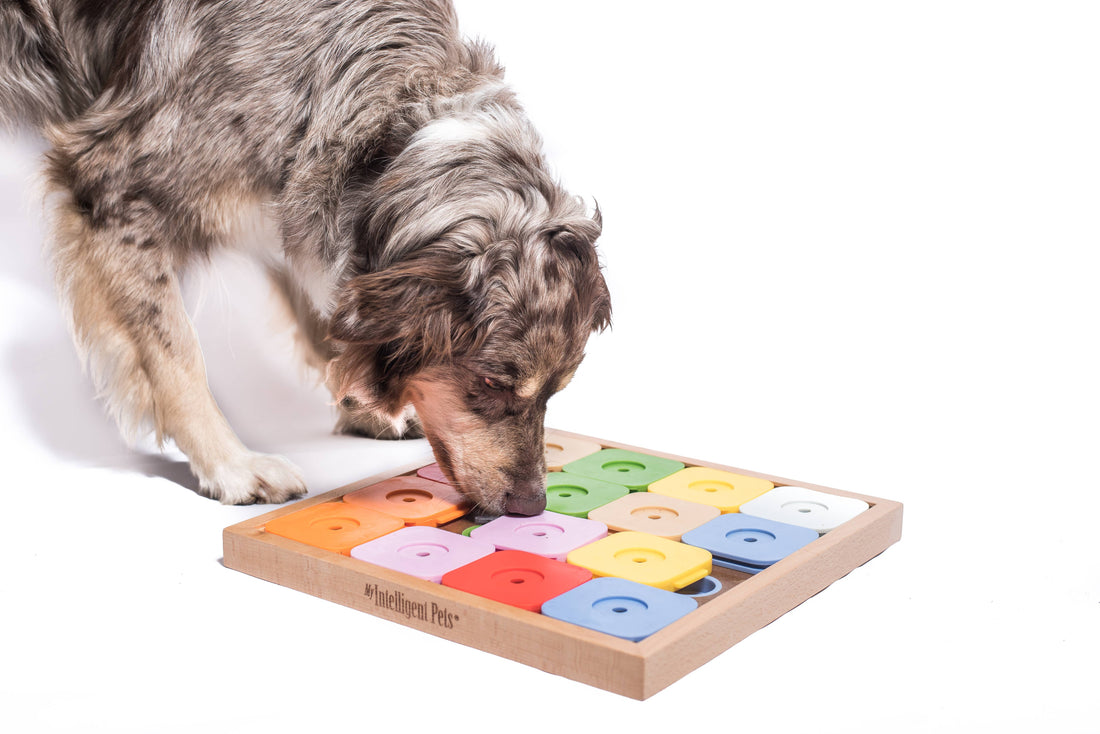 SUDOKU Medium Genie Color – Intelligenzspiel für Hunde