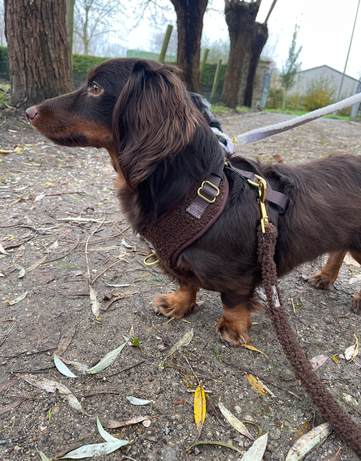 Teddy Hundegeschirr Coffee – weich &amp; verstellbar