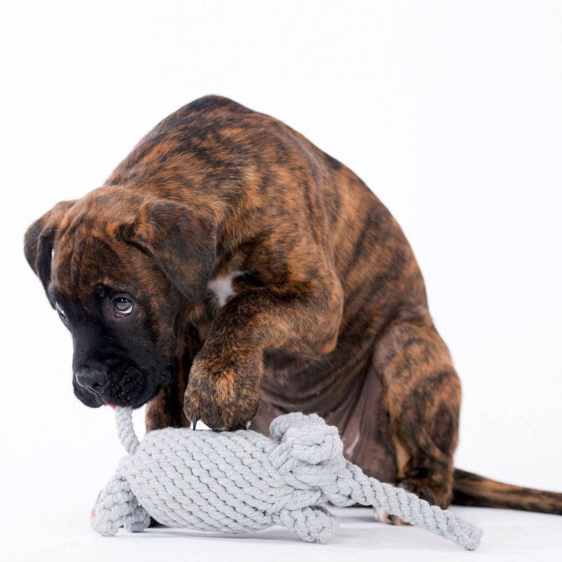 Elton Elefant Hundespielzeug – robust &amp; zahnpflegend - Pfotenlieblinge